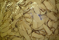 水煮松茸スライス