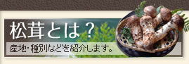 松茸とは？